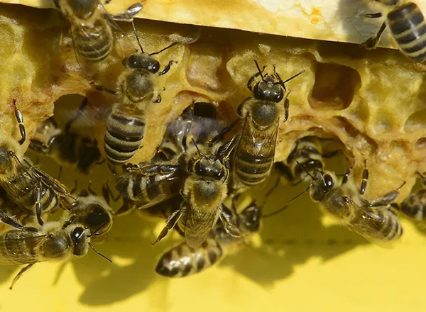 Kako pčele neguju mlade matice